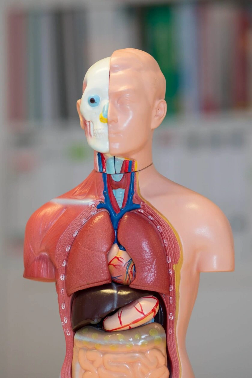 der menschliche Körper